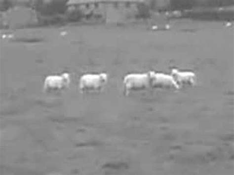 sheep porn|Sheep Porn Videos .